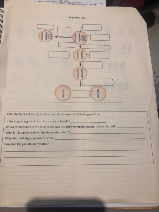hon motion periode Epigenetic Tags Fill in the blanks of the figure above and then answer the following questions is the orig