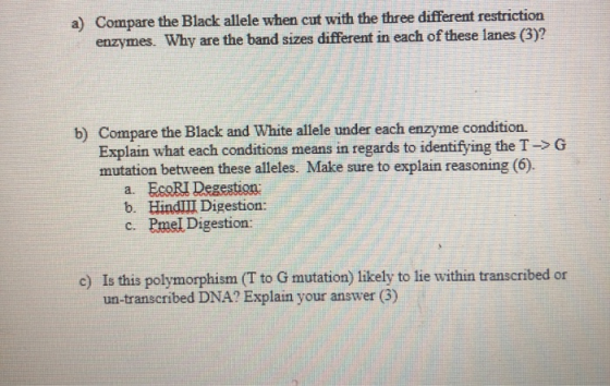 a) Compare the Black allele when cut with the three different restriction enzymes. Why are the band sizes different in each o