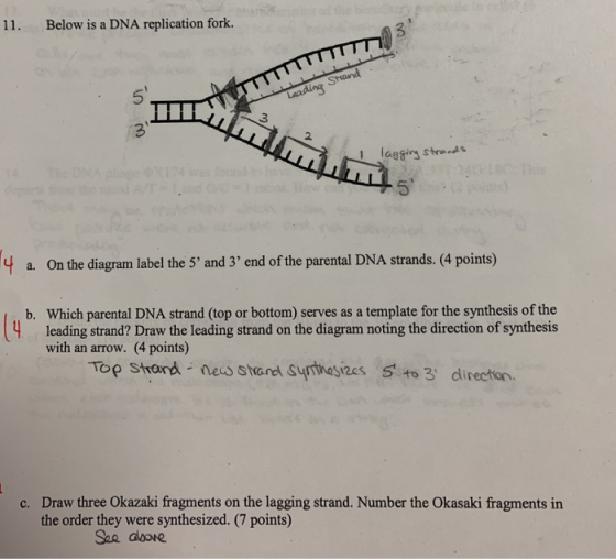 11. Below is a DNA replication fork. Leading Strand 32 بن 5_ t rading HR3 3 a lagging strands U . 2GB 52) A 14 a. On the dia