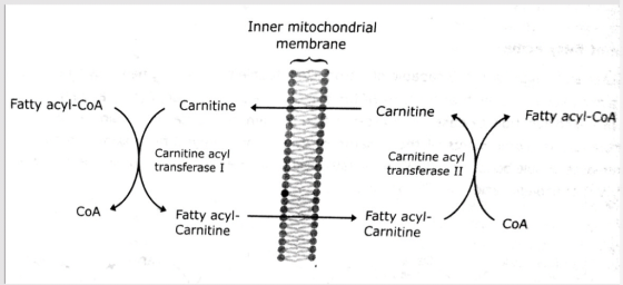 Inner mitochondrial membrane Fatty acyl-COA CarnitineCarntine Fatty acyl-COA Carnitine acyl transferase I Carnitine acyl transferase II Fatty acyl- ^Fatty acyl- Carnitine COA CoA Carnitine