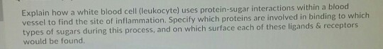 Explain how a white blood cell (leukocyte) uses protein-sugar interactions within a blood vessel to find the site of inflamma