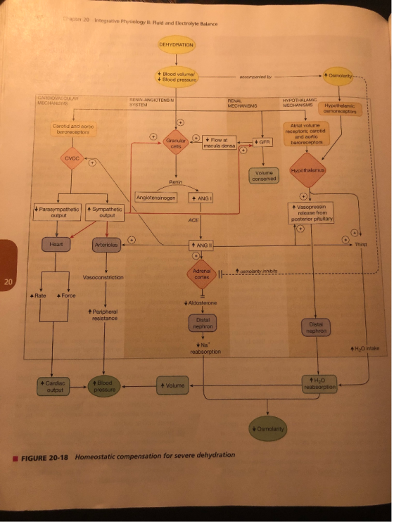 Chapter 20 integrative Physiology Il: Fluid and Electrolyte Balance DEHYDRATION Blood valume/ Bloodp Osmolarity-- cy RENIN-ANGIOTENSIN SYSTEV RENAL MECHANISMS MECHANISMS Hypothalamic MECHANISMS Atrial volume receptors; carotid and aortic baroreceptors Carotid and aortic baroreceptors Flow at macula densa GFR cells CVCC Volume Renin Angiotensinogen ANG Vasopressin release from posterior pituitary Parasympathetic Sympathetic output output ACE Heart Arterioles ANGII Thirst t osmolanty inhibitsi Vasoconstriction cortex 20 4Rate Force Aldosterone tPeripheral resistance Distal nephron Distal Na reabsorption 4H2O intake + Cardiad output + Blood pressure t H20 reabsorption 4 Volume Osmolarity FIGURE 20-18 Homeostatic compensation for severe dehydration