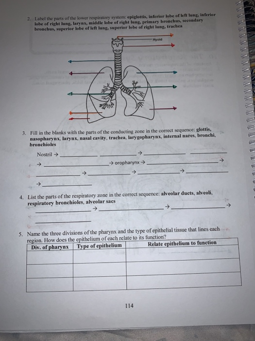 2. Label the parts of the lower respiratory system: epiglottis, inferior lobe of left lung, inferior lobe of right lung, lary