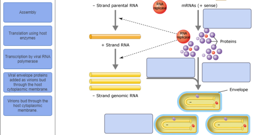 - Strand parental RNA RNA replicase mRNAs (+ sense) Assembly Translation using host enzymes RNA replicase Proteins + Strand R