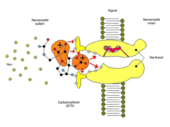 Signal Nervenzelle außen Nervenzelle innen Na-Kanal 00000000 Carbamoyltoxin (STX)