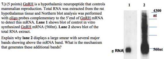 7.) (5 points) ?nRH is a hypothalamic neuropeptide that controls mammalian reproduction. Total RNA was extracted from the rat hypothalamus tissue and Northern blot analysis was performed with liga probes complementary to the 5 end of ?nRH mRNA to detect this mRNA. Lane 1 shows blot of control in vitro synthesized ?nRH mRNA (560, Lane 2 shows blot of the total RNA extract. 2 4300 nt Explain why lane 2 displays a large smear with several major bands showing above the mRNA band. What is the mechanism that generates these additional bands? O RNA