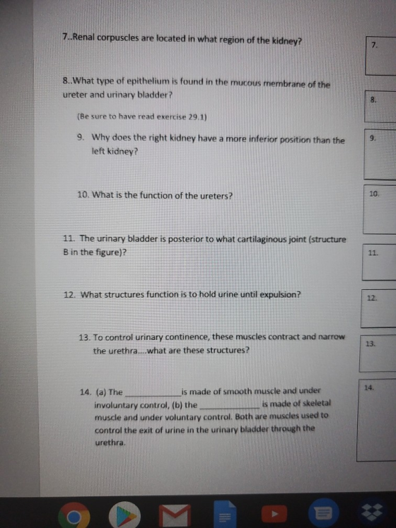 7..Renal corpuscles are located in what region of the kidney? 8..What type of epithelium is found in the mucous membrane of t