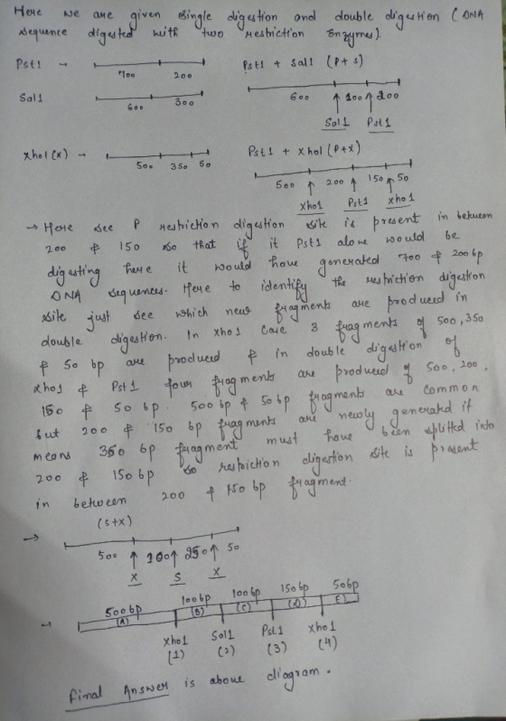 Ne que Here given single digestion and Sequence digested with double digestion CONA two restriction Enzymes) Pst! Pst & sall
