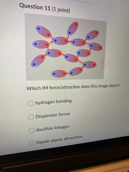 Question 11 (1 point) Which IM force/attraction does this image depict? hydrogen bonding Dispersion forces disulfide linkages
