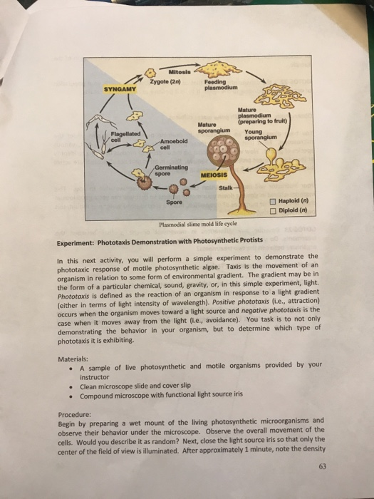 SYNGAMY DOS > Mitosis - Zygote (2) Feeding plasmodium cas Mature plasmodium Mature (preparing to fruit) sporangium Amoebold s