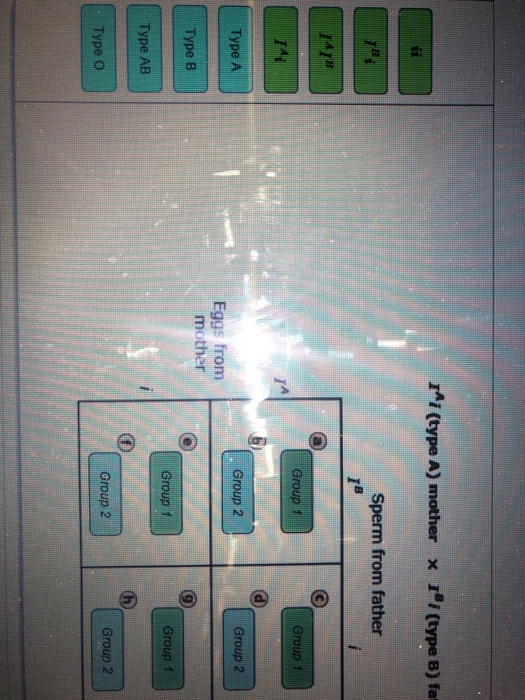 rai (type A) mother rai (type B) fa Sperm from father Group f Group 1 Type A Type B Type AB Type O Group 2 Group 2 Eggs from