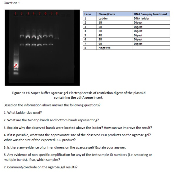 Question 1. 1 2 3 4 5 6 7 8 Lane Name/Code Ladder 1B | 2B 2 DNA Sample/Treatment DNA ladder Digest Digest Digest Digest Diges