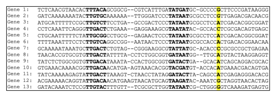 Gene 1: TCTCAACGTAACACTTTACAGCGGCG--CGTCATTTGATATGATGC-GCCCCGCTTCCCGATAAGGG Gene 2: GATCAAAAAAATACTTGTGCAAAAAA--TTGGGATCCCTAT