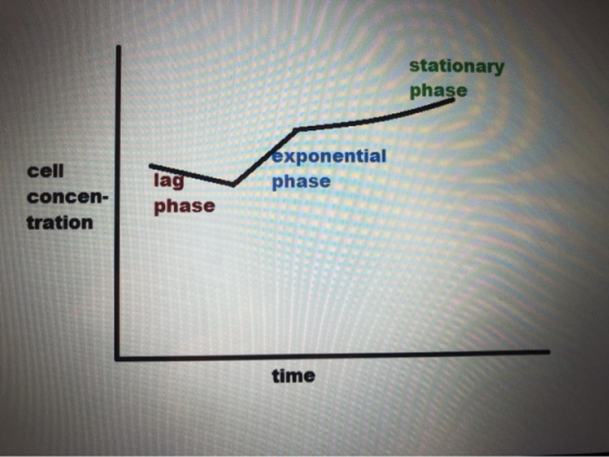 stationary phase lag exponential phase cell concen- tration phase time