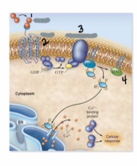 Cytoplasm C binding progin Call response