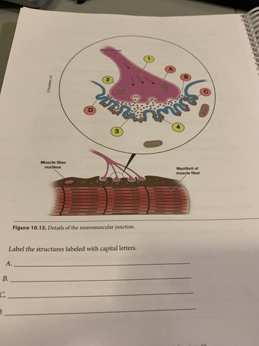 Choc Muscle fiber nucleus Myofibrilot muscle fiber Figure 10.15. Details of the neuromuscular junction. Label the structures