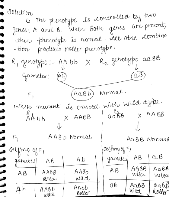 solution ✓ The phenotype is controlled by two genes; A and B. When Both genes are present, then phenotype üs nomcl. ile othe