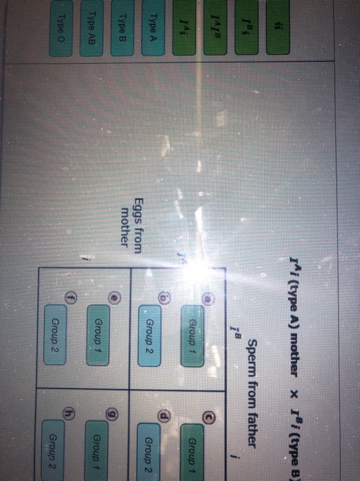 rMi (type A) mother x i (type B) Sperm from father Group 1 oup 1 Type A Group 2 Group 2 Eggs from mother Type B Group 1 Group