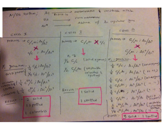 A unstable allele cloc system, AC Result in AC/DS system; autonomous & non tortomous Absence of DS Ac regulator gene Act | cr