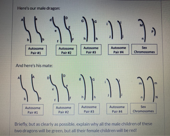 Heres our male dragon: A Autosome Pair #1 Autosome Pair #2 Autosome Pair #3 Autosome Pair #4 Sex Chromosomes And heres his