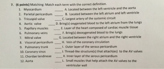 7. (6 points) Matching: Match each term with the correct definition. A. Located between the left ventricle and the aorta B. Located between the left atrium and left ventricle 1. Myocardium 2. Parietal pericardium 3. Tricuspid valve 4. Aortic valve 5. Papillary muscles 6. Pulmonary veins F. Bring(s) deoxygenated blood to the lungs 7. Mitral valve 8. Visceral pericardium H. Vein of the coronary circulation 9. Pulmonary trunk l. Outer layer of the serous pericardium 10. Coronary sinusJ. Thread-like structure(s) that attach(es) to the AV valves 11. Chordae tendineae 12. Aorta -C. Largest artery of the systemic circuit D. Bring(s) oxygenated blood to the left atrium from the lungs E. Layer of the heart composed of cardiac muscle tissue G. Located between the right atrium and the right ventricle K. Inner layer of the serous pericardium L. Small muscles that help attach the AV valves to the ventricular wall