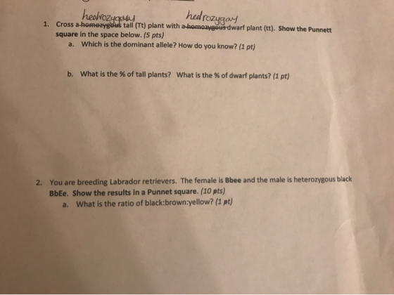 hedrozygay heolvozyggay 1. Cross a homezygous tall (Tt) plant with a homoavgous dwarf plant (tt). Show the Punnett square in