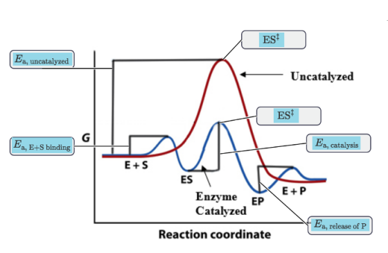 ES Ea, uncatalyzed Uncatalyzed Ea E+S binding a, catalysis E+S ES Enzyme EP Catalyzed Ea, release of P Reaction coordinate