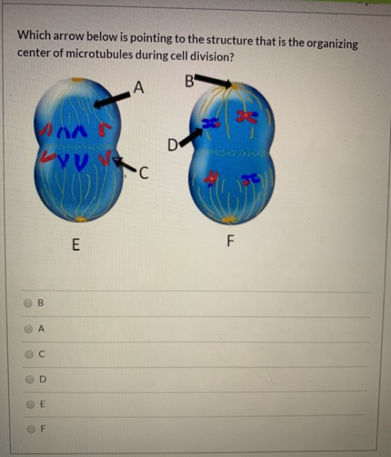 Which arrow below is pointing to the structure that is the organizing center of microtubules during cell division? vụ OB OA o