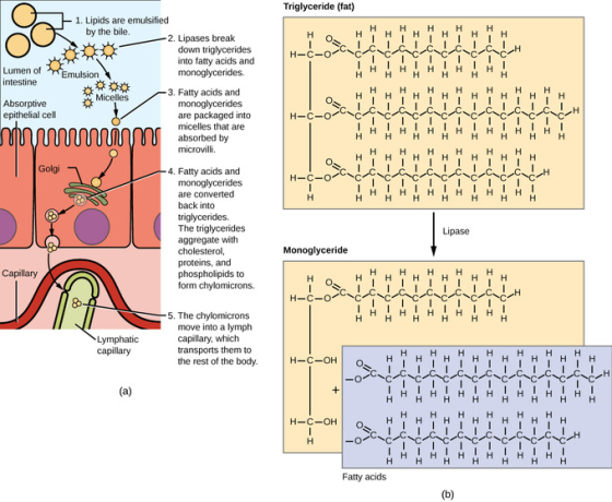 Triglyceride (fat) - 1. Lipids are emulsified by the bile 2. Lipases break of墎Emulsion into fatty acids and monoglycerides. L