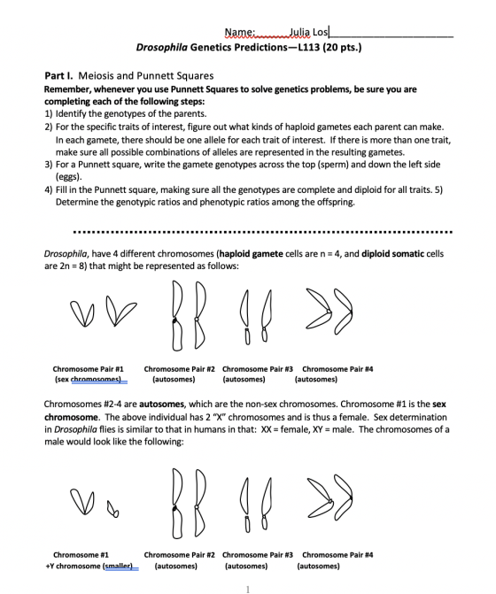 Nameindulia Los Drosophila Genetics Predictions-L113 (20 pts.) Part I. Meiosis and Punnett Squares Remember, whenever you use