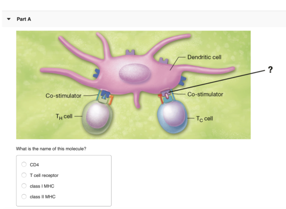 Part A Dendritic cell Co-stimulator Co-stimulator TH cell - Tc cell What is the name of this molecule? O CD4 O T cell recepto