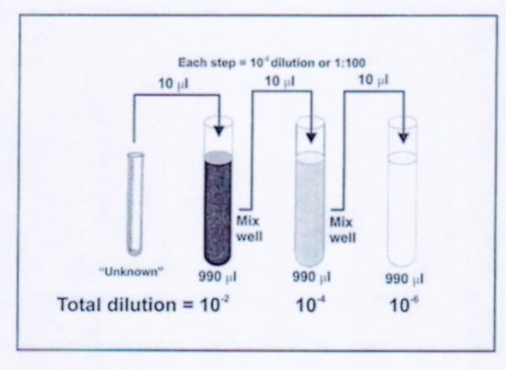 Each step 10 dilution or 1:100 10 l 10 10 Mix well Mix well 990 990 Unknown 990 Total dilution = 102 104 10