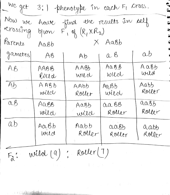 - we get 3:1 phenotype in each Fi cross. | Now we have find the results in self crossing bon fi of (R, XR2) | Parents Aabb X