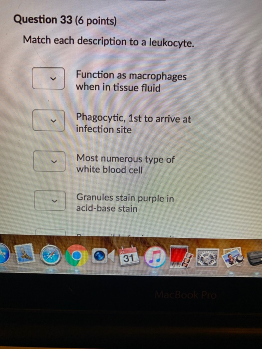Question 33 (6 points) Match each description to a leukocyte. Function as macrophages when in tissue fluid Phagocytic, 1st to