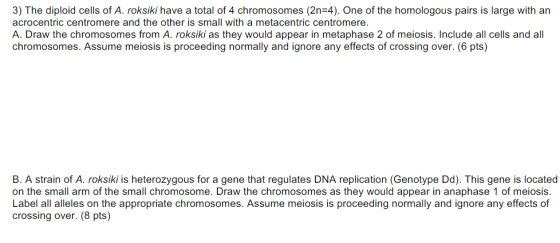 3) The diploid cells of A. roksiki have a total of 4 chromosomes (2n=4). One of the homologous pairs is large with an acrocen