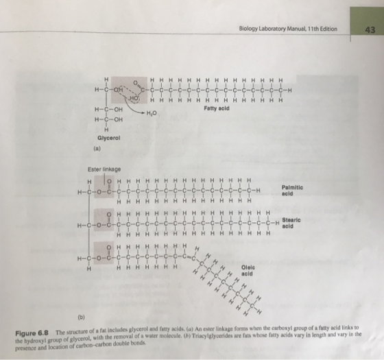Biology Laboratory Manual, 11th Edition 43 H-C-ON、、、 c-c-c-c-c-c-c-c-c H-C-OH Fatty acid H20 Glycerol Ester linkage Palmitic