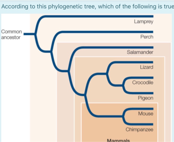 According to this phylogenetic tree, which of the following is true Lamprey Common ancestor Perch Salamander Lizard Crocodile