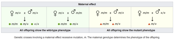 Maternal effect 2 m/+ x oʻmit mit x oʻmim O m/m x Oʻmit m/m * ©*+/+ • m/m A m/m Am/+ m/+ • m/+ • +/+ • m/m • m/+ All offsprin