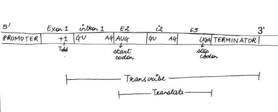 5 E2 PROMOTER Exon 1 +1 Ertran 1 GO IGU AG AGLAUG start codon 63 TERMINATOR olap codon Transcribe F Translate -
