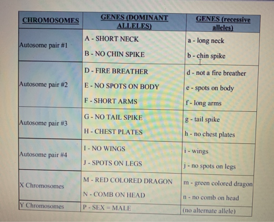 CHROMOSOMES GENES (DOMINANT ALLELES) GENES (recessive alleles) A - SHORT NECK a - long neck Autosome pair #1 B - NO CHIN SPIK