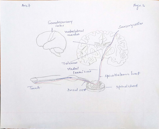 Anst Pa4e 3 Somatosensory cortex ventro lateral nucelul Sensory costex Thalas Medial temnisius of spino thalamic fract Touch