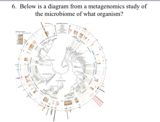 6. Below is a diagram from a metagenomics study of the microbiome of what organism? ORA 17