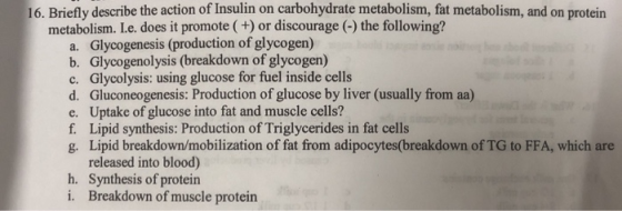 16. Briefly describe the action of Insulin on carbohydrate metabolism, fat metabolism, and on protein metabolism. I.e. do es