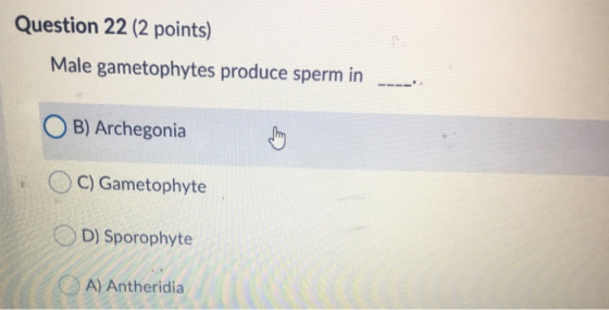Question 22 (2 points) Male gametophytes produce sperm in OB) Archegonia OC) Gametophyte D) Sporophyte A) Antheridia