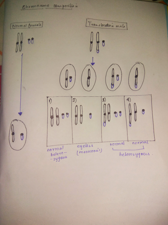 Chromosome composition [Normal female] (Traus location male! (fo to normal eyeless (monosonit) normal normat e heterozygous.