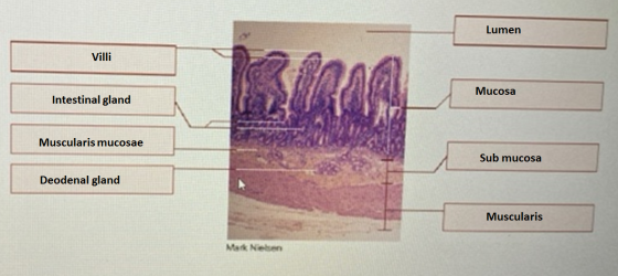 Lumen Villi Mucosa Intestinal gland Muscularis mucosae Sub mucosa Deodenal gland Muscularis Mark Neben