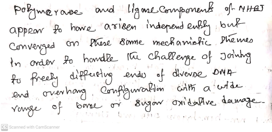 polymerase and ligne me components of NHAS appear to have arisen independently but Converged on these same mechanistic shemes