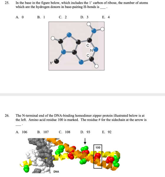 25. In the base in the figure below, which includes the lcarbon of ribose, the number of atoms which are the hydrogen donors