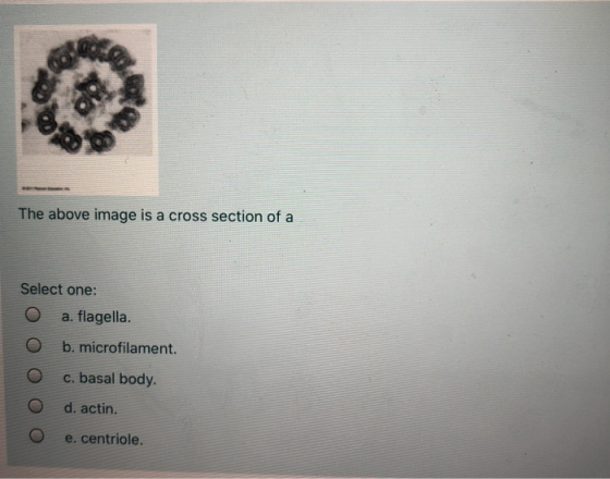 The above image is a cross section of a Select one: O a. flagella. b. microfilament. c. basal body. d. actin. e. centriole.