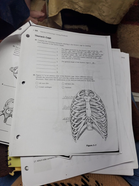 -84 Anatomy & Phylogy Coloring Workbook Thoracic Cage 18. Complete the followme sering to the orice cage try insetting your r